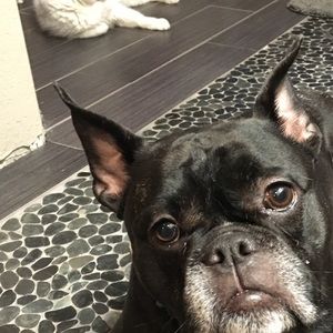 Meet your Posher, Preslie